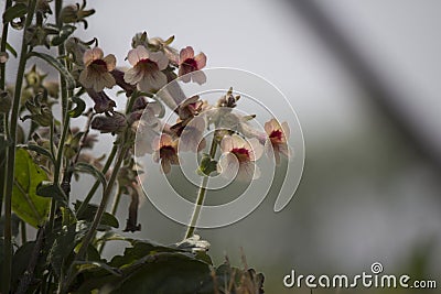 Chinese Wild flower Stock Photo